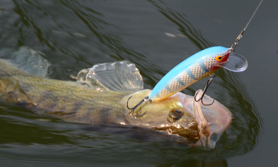 Ein absoluter Raubfischkiller für das oberflächennahe Angeln: der Nils Master Jumbo Shallow Wobbler in 12 cm.